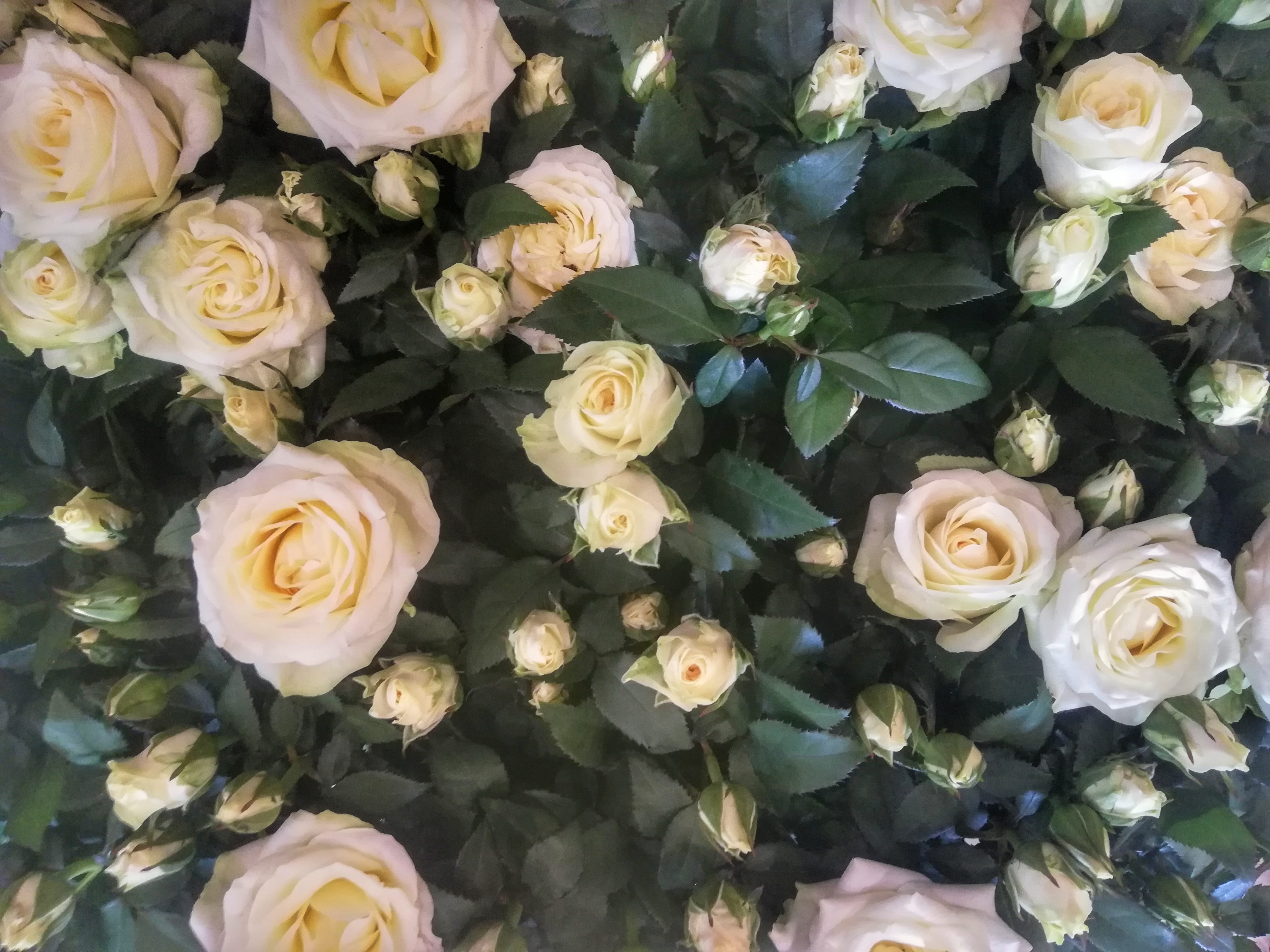 Piante In Vaso Rose Bianche Fioreria Bruseghini Besenello Trento